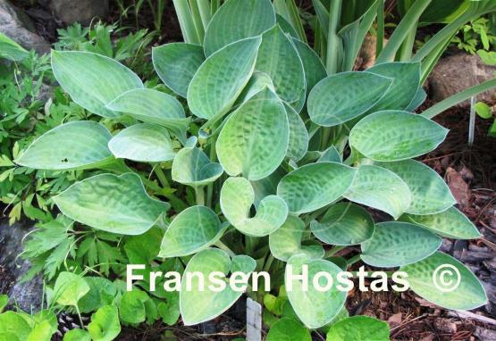 Hosta Abiqua Trumpet